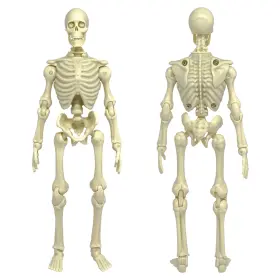 STYPE-232424F FIGURES TOY COMPANY Articulated Skeleton Action