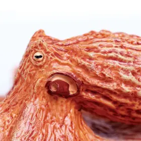 793631585274 SAFARI LTD Giant Pacific Octopus Figurine Figure #3