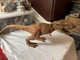 Jurassic World Stomp and Strike Tyrannosaurus Rex T-Rex Figure Hasbro Works
