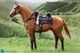 DID 1/6 E60082 Brown War Horse Standing Model Figure Accessory Toy Gift