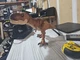 Jurassic World Legacy Collection T Rex Extreme Chomping Dinosaur 2017 JP TRex