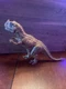 Jurassic World Roarivores Ceratosaurus Dino Rivals Dinosaur Mattel 2019