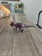 Boley Carnotaurus Dinosaur Toy Figure TM04 Jul21 Rare 8" PVC Figure