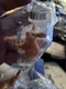 Schleich Rabbit Animal Figure 13827 NEW