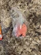 Takara Tomy Arts Twinchees Chainsaw Man Pochita Chubby Chubby Figure Blind Bag