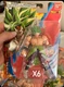 Bandai Dragon Ball Evolve: (2024) SUPER SAIYAN BROLY 5.5" Figure! #36273