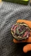 Beyblade Burst B-186 Random Booster Roar Bahamut .Gg.Mm-10 TAKARA TOMY No Box