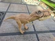 Jurassic World JW T-Rex Dinosaur 2015 Hasbro 16" Chomping Jaws Action Figure Toy