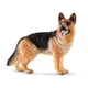 Schleich Farm World  Realistic Animal Toys for Boys and Girls  German Shepherd