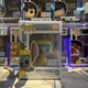 Funko Pop Stitch As Pineapple Scented #1570 With Protector Hot Topic Exclusive 