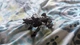 Hasbro F3138 Transformers Studio Series Bumblebee Core RAVAGE 3.5" Action Figure