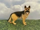 Schleich German Shepherd Female (Small) 16831