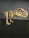 Jurassic Park World Epic Roarin Tyrannosaurus T Rex 21" Long Action Figure