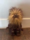 LEGO Star Wars Chewbacca Plush 13" 2021 Stuffed Toy Figure Plushie Wookie
