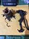 NECA Aliens Big Chap 7" Ultimate Figure Aliens 40th Anniversary 1979 Ver. Loose