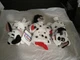 WALT DISNEY 101 DALMATIONS CRUELLA 10" BEAN BAG JEWEL & LUCKY 8" MINI BEAN BAGS