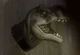 Jurassic Park Universal Studios T-REX Head