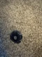 Gravity Perseus / Destroyer AD145WD BB-80 Beyblade Metal Fight Takara Tomy #B1