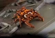 DR.Wu DW-E49Y Tiger Mark DW-E53 Butcher Sunstreaker Shrapnel Collectible Figure