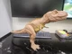 Mattel Jurassic World Thrash 'N Devour T-Rex Dinosaur Figure 2020 GJT60 Works