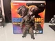 S.H.MonsterArts KONG FROM GODZILLA VS. KONG 2021 Bandai Figure