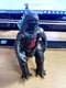 Godzilla vs Kong *GODZILLA*, 6.5" Action Figure, 2020 Playmates *Very Nice!*
