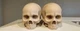 2 Custom 1/6  12" Human Trophy Skulls Predator Terminator For Hot Toys Group B