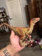 Adventure Force Velociraptor Dinosaur Toy Figure WM84495 Moving Mouth arms 11.5"