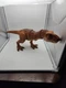 Jurassic World Legacy Collection T Rex Extreme Chomping Dinosaur 2017 TRex works
