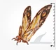 Godzilla X Kong The New Empire Movie GIANT MOTHRA Action Figure Playmates