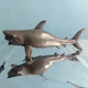 Tiger Shark 4.5 Inch Sea Animal Creature Figure Toy Collectible Adventure Force 