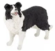 3465000540081 Border collie Papo 3465000540081 Border collie Papo