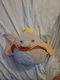 Kellytoy Disney Dumbo 10 inch Plushtoy - Gray 