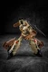 Iron Factory Tyrant s Wing Sand Flower Stone 9.5cm Action Figure EX 20D
