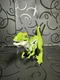 Robo Alive Dino Action Raptor Robotic Pet  Dinosaur Toy Zuru Green Tested Works 