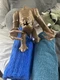 Vintage Star Wars Rancor Monster 1983 ROTJ Kenner RARE