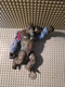 Playmates Godzilla vs Kong 6" Action Figure - Hong Kong Battle Kong -