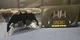 Batman '89 Batarang Replica NECA Open Box New NECA 