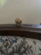 NECA Trick'r Treat Sam Ultimate 7&rdquo; Head Only