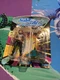 Playmates Toys Star Trek The Next Gen Romulan Action Figure