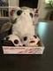 Star Wars Porg and Porglets Plush Set Disney The Last Jedi Rare Collectible NEW