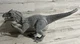 Jurassic Park World Destroy &lsquo;N Devour Indominus Rex 23&rdquo; Lights N Sounds Chomping