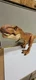 Jurassic World Super Colossal Tyrannosaurus Rex T-Rex Mattel HUGE 42" x 18" 2017