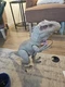 Jurassic Park World Destroy &lsquo;N Devour Indominus Rex Lights N Sounds Chomping 