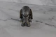 AVP Predator Vinyl Figure Loot Crate Exclusive; Titans Aliens vs Predator