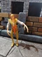 X-Men Marvel Lady Deathstrike Battle Brigade ToyBiz 1996 Action Figure nice