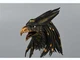 TBLeague PL2021-177A 1/6 Horus God of The Sky Golden Head Sculpt Open Mouth