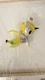 Tokidoki Banana Peels Unicorno Sweet Fruits Series Vinyl Mini Figure Unicorn