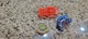 Tomy Hasbro Beyblade Burst B-104 Winning Valkyrie 12.VI Battling Top+launcher+