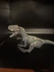 Mattel Jurassic World Roarivores Allosaurus